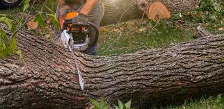 How Our Tree Care Process Works  in  Syosset, NY